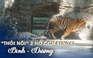 Gặp lại 2 hổ con Bình - Dương ở Thảo Cầm Viên Sài Gòn ngày ‘thôi nôi’