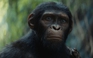 ‘Kingdom of the Planet of the Apes’ thống trị phòng vé Bắc Mỹ