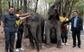 Chủ tịch nước Lào tặng cặp voi cho Quốc vương Campuchia