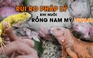 Rủi ro pháp lý khi nuôi rồng Nam Mỹ Iguana - Kỳ 1: Ranh giới đam mê và pháp luật