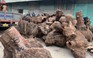 Quảng Nam: Tạm giữ hàng trăm khối gỗ xá xị trị giá hơn 3 tỉ đồng