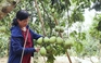 Hiệu quả nguồn vốn vay giúp người dân Thừa Thiên Huế giảm nghèo