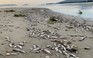 Xác cá chết nằm la liệt bờ vịnh Đà Nẵng