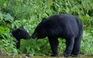 Gấu tấn công người tăng kỷ lục, Nhật Bản thử nghiệm AI cảnh báo