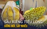 Sầu riêng giống mới Tiểu Long: Nghe tên lạ, có ngon như lời đồn?