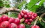 Dù vào vụ thu hoạch nhưng giá cà phê Brazil vẫn tăng