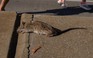 Thị trưởng 'ghét chuột' sẽ tổ chức 'thượng đỉnh diệt chuột cống' ở New York