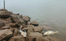Hai tỉnh công bố kết quả xác minh nguyên nhân cá chết bất thường trên sông Đáy