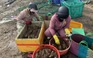 Vụ tôm cá chết hàng loạt ở Phú Yên làm thiệt hại hơn 38  tỉ đồng