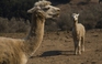 Mỹ lần đầu phát hiện cúm gia cầm ở lạc đà Alpaca