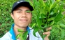 Chàng trai gác bằng cử nhân công nghệ thông tin về quê bán rau rừng