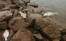 Cá chết bất thường trên sông Đáy