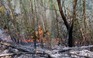 Khánh Hòa: 90 ha rừng, mía ở TX.Ninh Hòa bị lửa thiêu rụi
