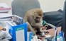 Hà Nội: Khỉ hoang thản nhiên vào văn phòng, trêu đùa người dân