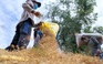 Vụ doanh nghiệp gạo bỏ thầu giá thấp: Quyền lợi của nông dân, ngành hàng là tối thượng