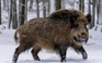 Cảnh báo ‘siêu lợn’ Canada tràn sang xâm lấn nhiều tiểu bang Mỹ