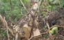 Thanh tra vụ mất hơn 7.300 ha rừng tự nhiên ở Đắk Lắk