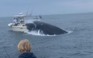 Khoảnh khắc kinh hoàng cá voi lao lên thuyền