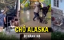 Công an vào cuộc vụ chó Alaska bị hành hạ ở Đà Lạt