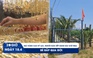 Xem nhanh 20h ngày 18.4: Bé Bắp qua đời | Giá vàng lập đỉnh mới, Phó thủ tướng chỉ đạo tăng cường kiểm tra