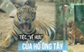 Thảo Cầm Viên tổ chức tiệc ‘về hưu’ cho hổ ‘Ông Tây’
