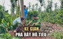 Nông dân xót xa nhìn loạt cây hồ tiêu bị kẻ gian chặt trộm ở Đắk Lắk