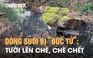 Kinh hoàng dòng suối đen ngòm khiến trăm hộ dân khốn đốn: Xác định 2 nguồn ô nhiễm