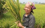Lúa không kết hạt, nhiều hộ nông dân trắng tay vụ xuân