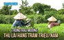 Lão nông miền Tây thu lãi hàng trăm triệu mỗi năm từ rau muống