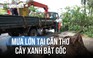 Mưa giông do ảnh hưởng bão số 1, cây xanh bật gốc tại Cần Thơ