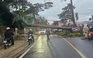 Thông cổ thụ bật gốc đè ô tô giữa đường phố Đà Lạt