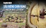 Sầu riêng chín rụng có ngon như lời đồn?