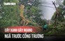 Cây xanh đổ ập trước cổng trường trong cơn mưa