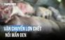 Chặn đứng chuyến hàng chở lợn chết nổi mẩn đen ở Quảng Trị