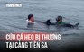 Cá heo nặng khoảng 200 kg bị thương, dạt vào cảng Tiên Sa