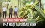 Châu chấu dày đặc bất thường, cắn phá cây luồng lấy măng ở Quảng Bình