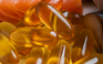 Uống dầu cá mỗi ngày có làm tăng cholesterol trong máu?