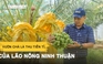 Vườn chà là tuyệt đẹp, thu tiền tỉ mỗi năm của lão nông Ninh Thuận