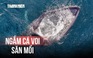 Khoảnh khắc cá voi săn mồi trên biển Gia Lai