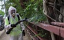 Trung Quốc 'dùng muỗi trị muỗi' giữa tâm dịch chikungunya
