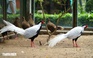 ENV: Cần sớm ban hành danh mục động vật hoang dã được phép nuôi thương mại
