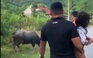 Bé gái 4 tuổi bị trâu húc tử vong