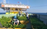 Sống giữa biển khơi