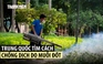 Trung Quốc chống dịch chikungunya bằng biện pháp thời Covid-19